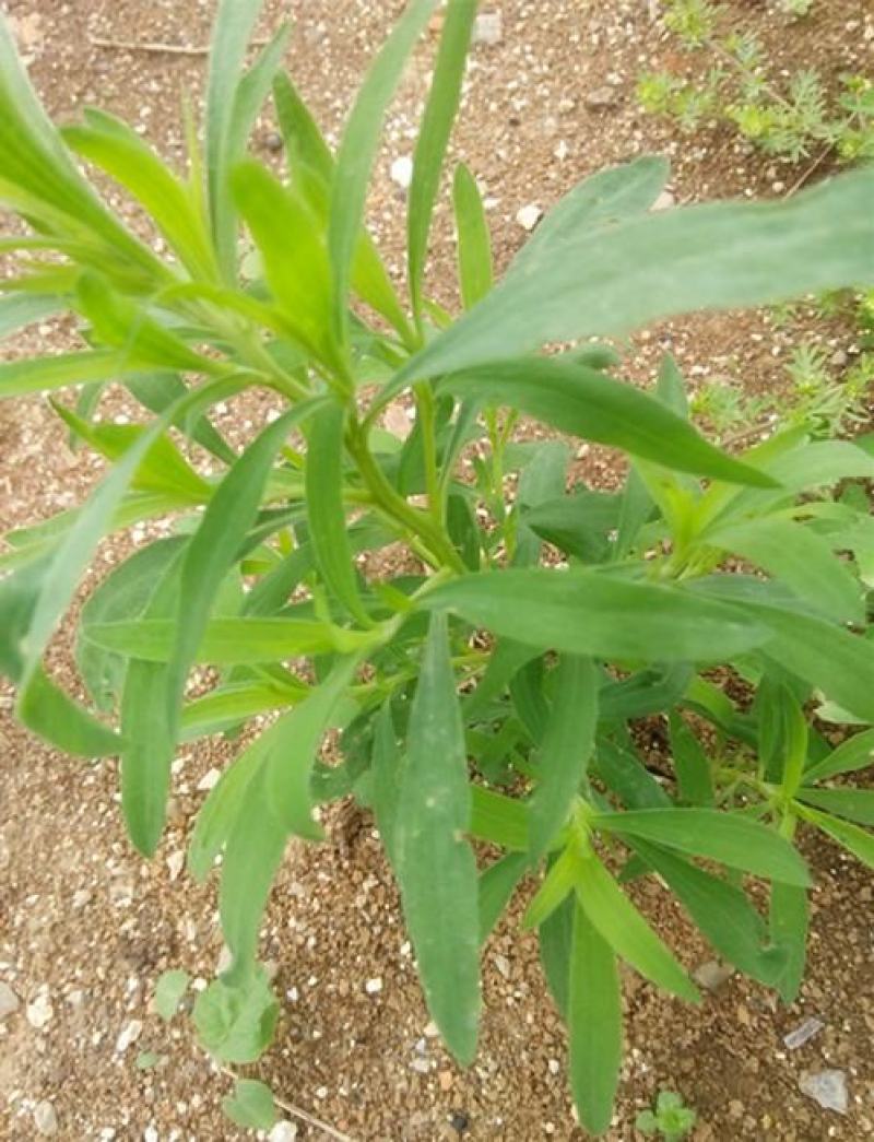 扫帚苗绿叶地肤草野菜纯野生四季蔬菜紫苏叶马齿苋种植