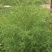 扫帚苗绿叶地肤草野菜纯野生四季蔬菜紫苏叶马齿苋种植