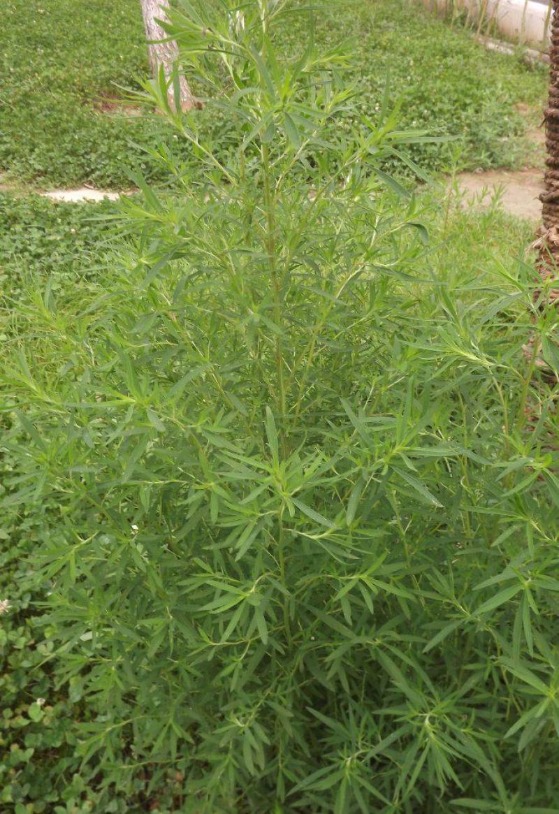 扫帚苗绿叶地肤草野菜纯野生四季蔬菜紫苏叶马齿苋种植