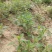 扫帚苗绿叶地肤草野菜纯野生四季蔬菜紫苏叶马齿苋种植