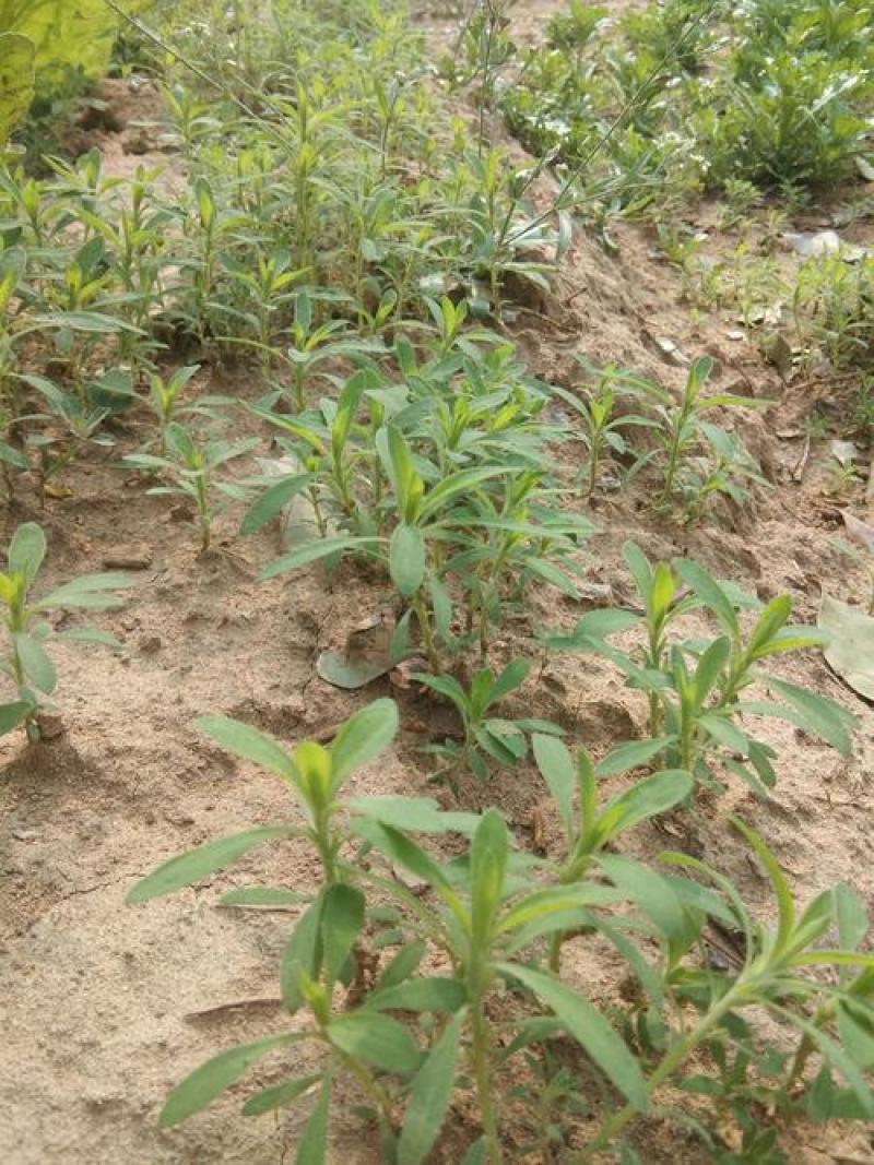 扫帚苗绿叶地肤草野菜纯野生四季蔬菜紫苏叶马齿苋种植