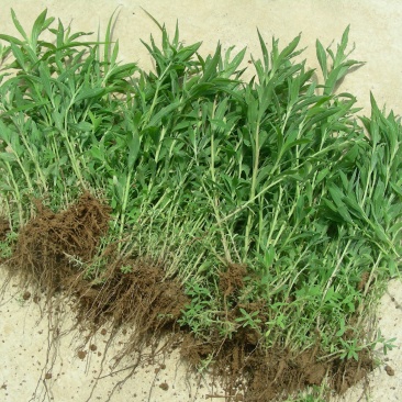 扫帚苗绿叶地肤草野菜纯野生四季蔬菜紫苏叶马齿苋种植