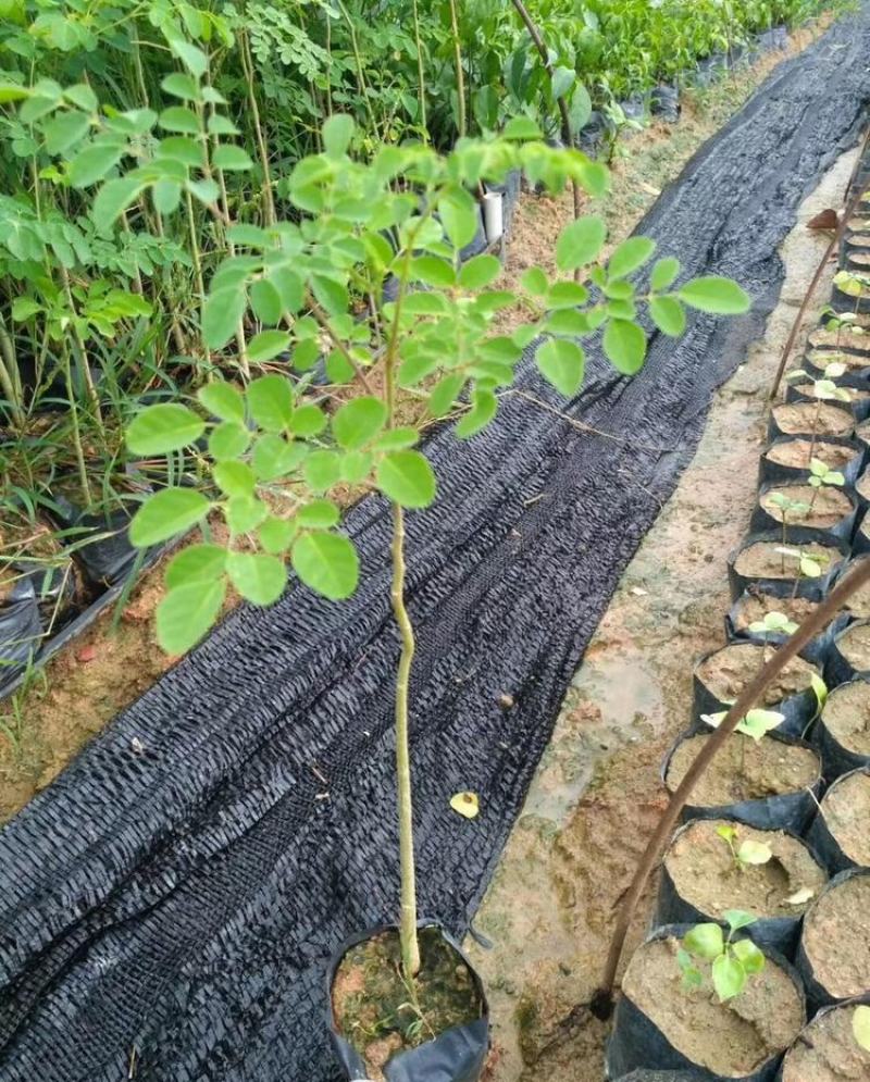 正宗印度辣木苗辣木树苗辣木树神奇印度辣木苗盆栽地栽绿化