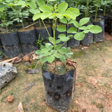 正宗印度辣木苗辣木树苗辣木树神奇印度辣木苗盆栽地栽绿化