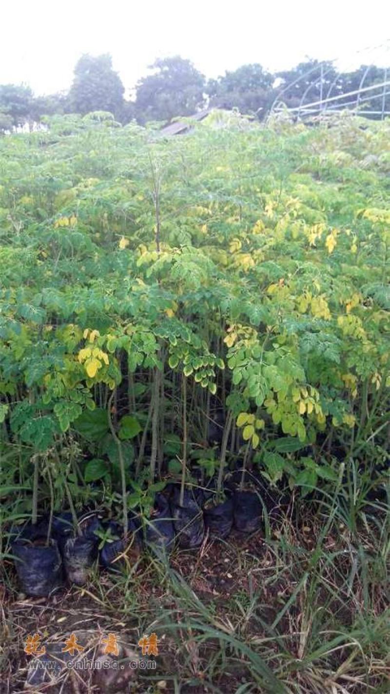 正宗印度辣木苗辣木树苗辣木树神奇印度辣木苗盆栽地栽绿化