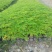 正宗印度辣木苗辣木树苗辣木树神奇印度辣木苗盆栽地栽绿化
