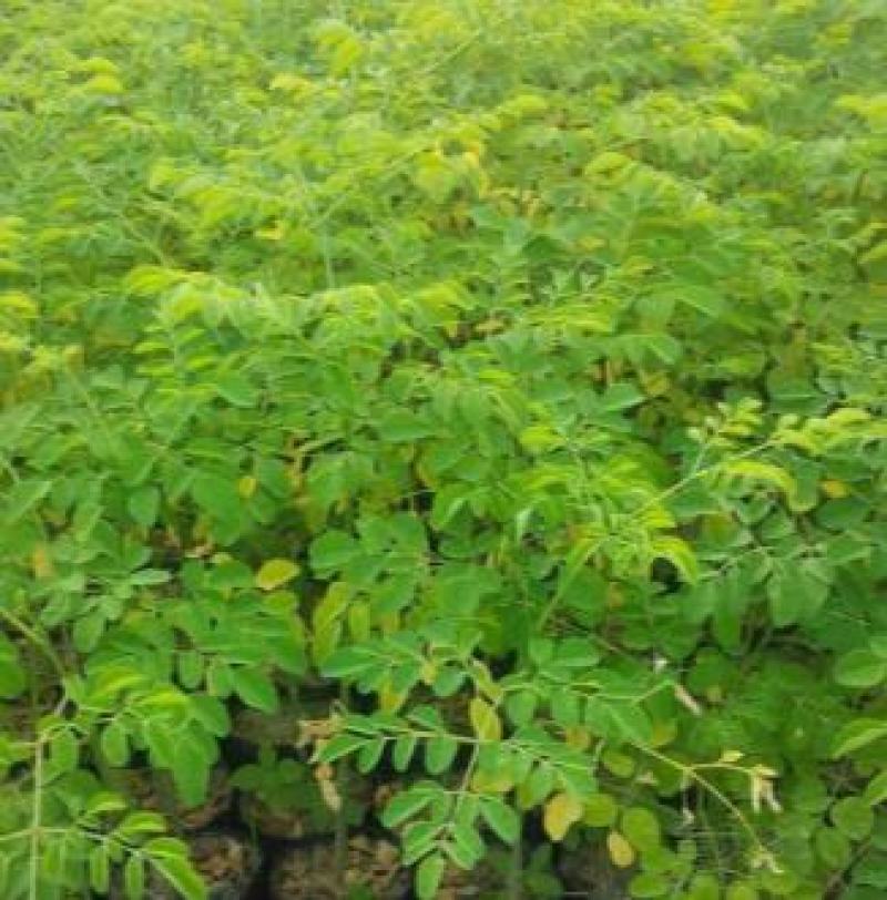 正宗印度辣木苗辣木树苗辣木树神奇印度辣木苗盆栽地栽绿化