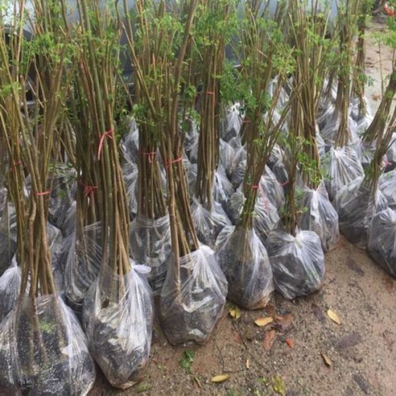 正宗印度辣木苗辣木树苗辣木树神奇印度辣木苗盆栽地栽绿化