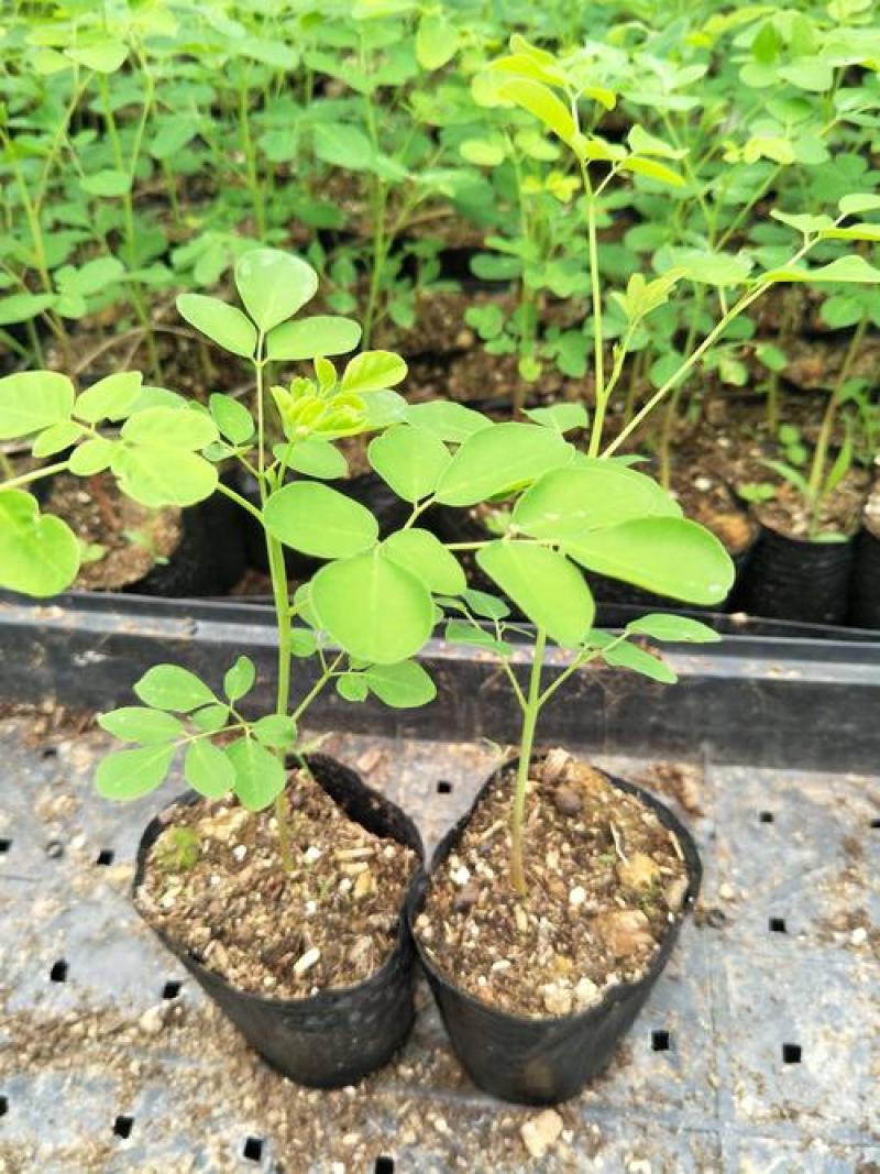 正宗印度辣木苗辣木树苗辣木树神奇印度辣木苗盆栽地栽绿化