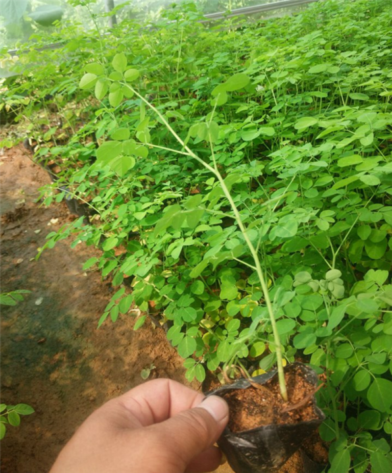 正宗印度辣木苗辣木树苗辣木树神奇印度辣木苗盆栽地栽绿化