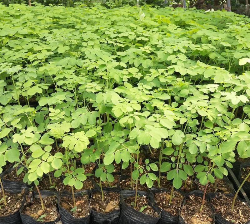正宗印度辣木苗辣木树苗辣木树神奇印度辣木苗盆栽地栽绿化