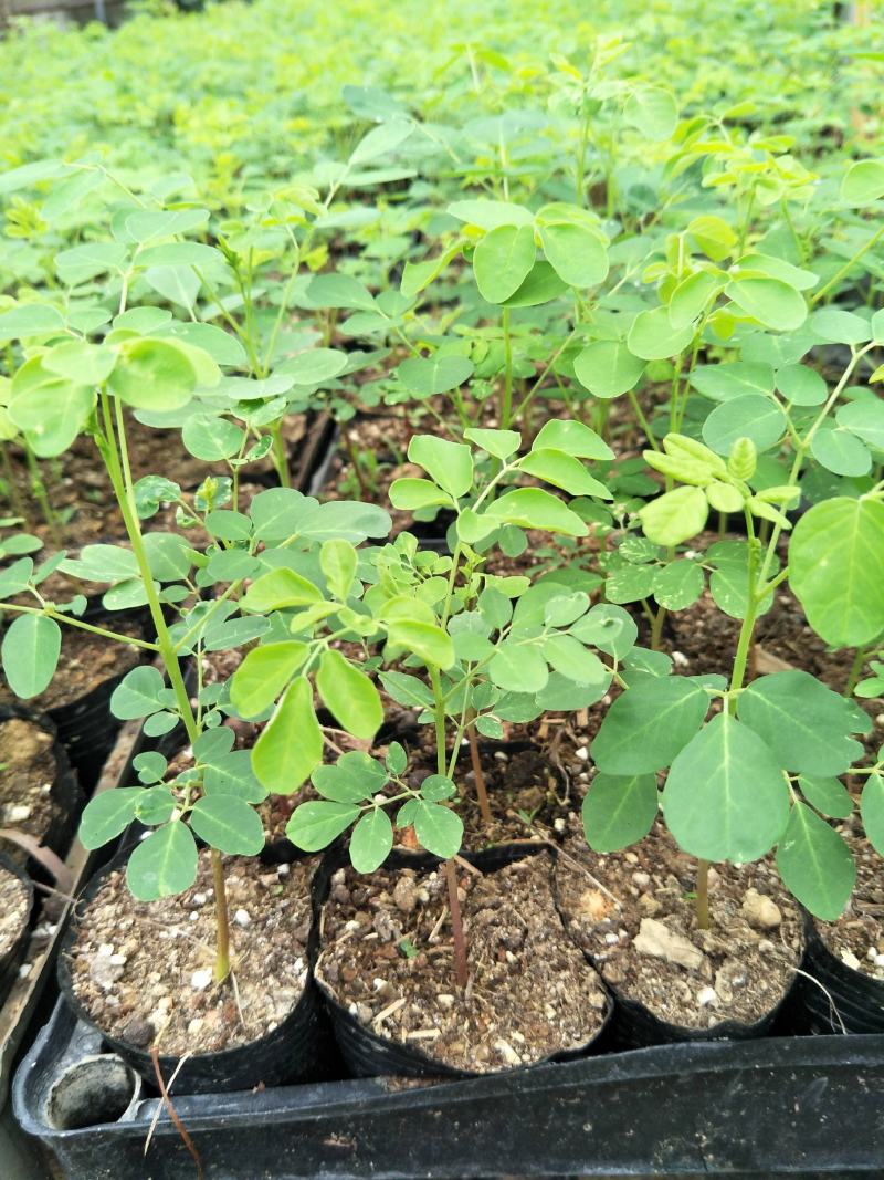 正宗印度辣木苗辣木树苗辣木树神奇印度辣木苗盆栽地栽绿化