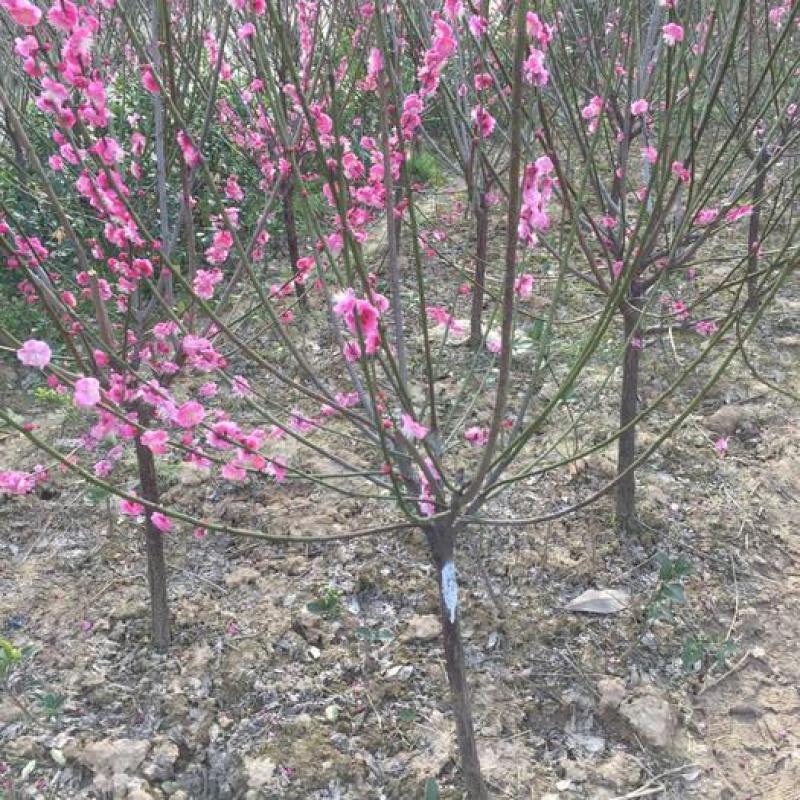 榆叶梅树苗大花榆叶梅梅花树苗榆叶梅小榆叶梅盆栽小花