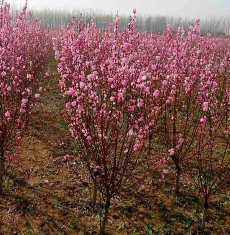 榆叶梅树苗大花榆叶梅梅花树苗榆叶梅小榆叶梅盆栽小花