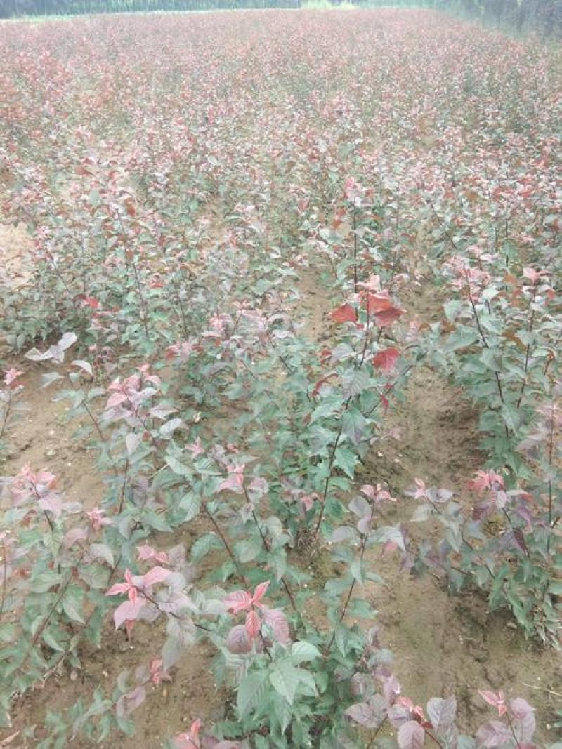 榆叶梅树苗大花榆叶梅梅花树苗榆叶梅小榆叶梅盆栽小花