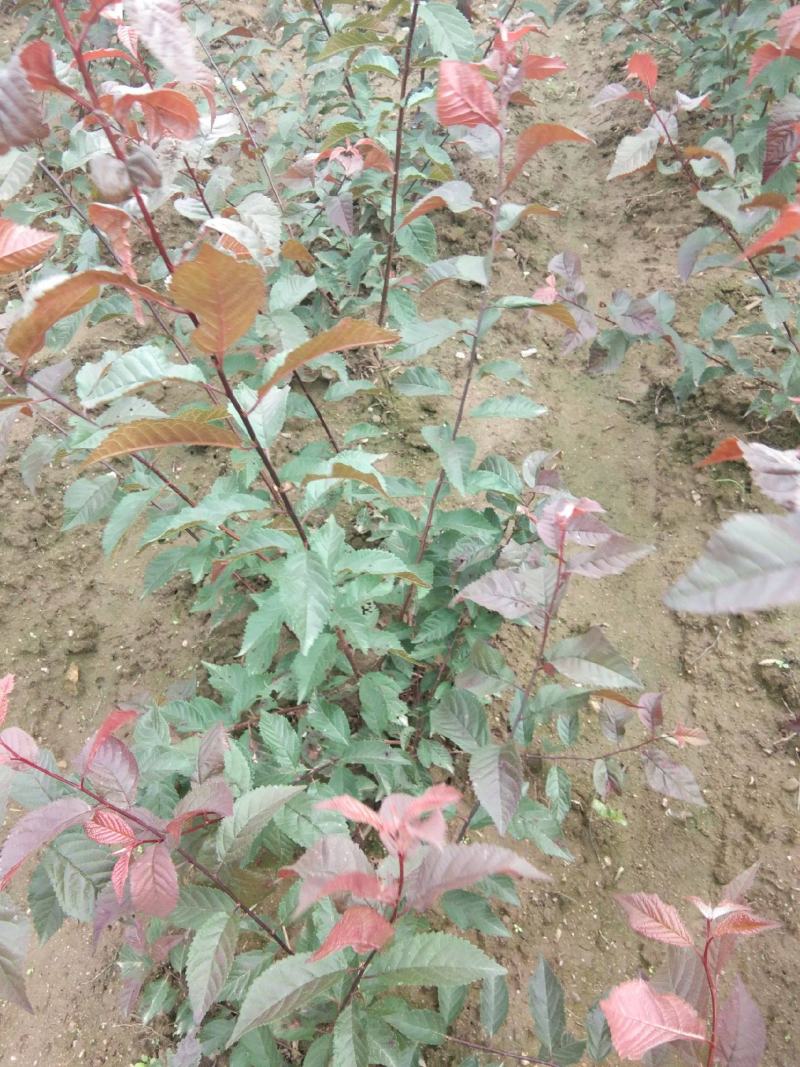 榆叶梅树苗大花榆叶梅梅花树苗榆叶梅小榆叶梅盆栽小花