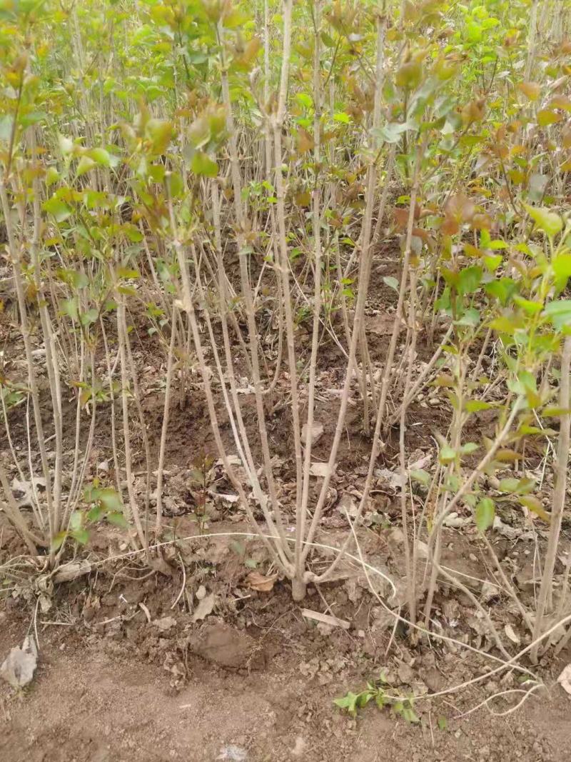 榆叶梅树苗大花榆叶梅梅花树苗榆叶梅小榆叶梅盆栽小花