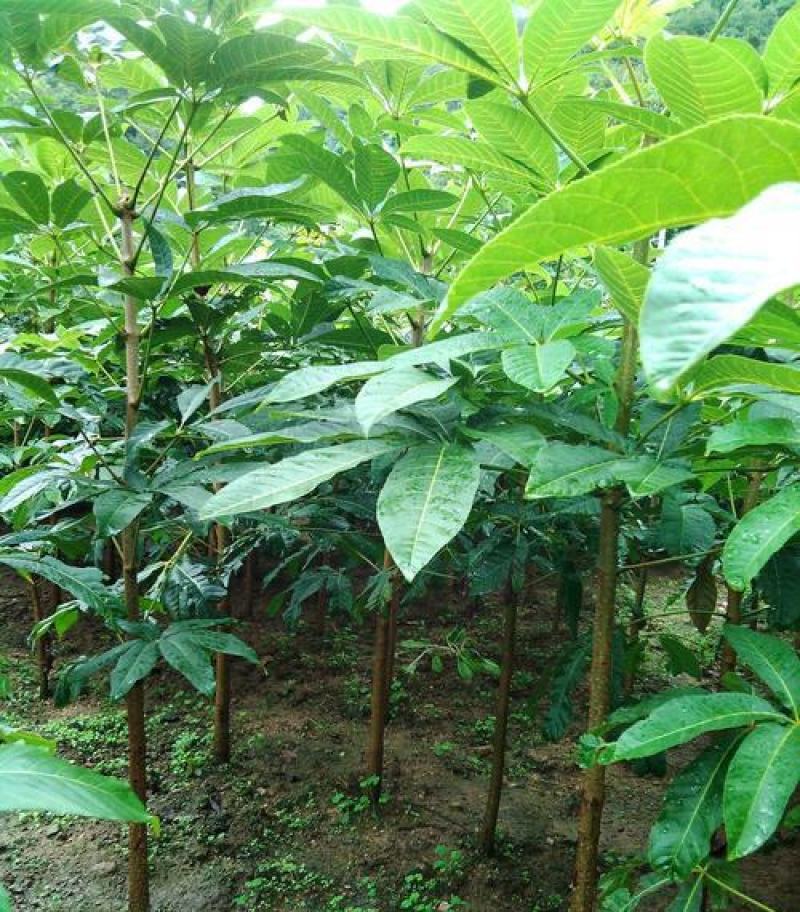 七叶树苗七叶树小苗工程绿化苗木行道园林苗木