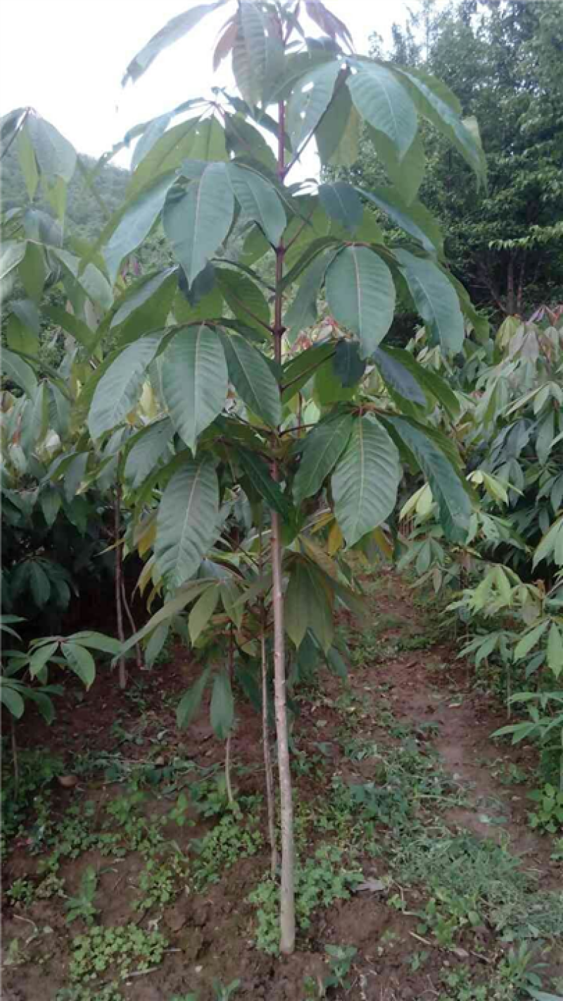 七叶树苗七叶树小苗工程绿化苗木行道园林苗木