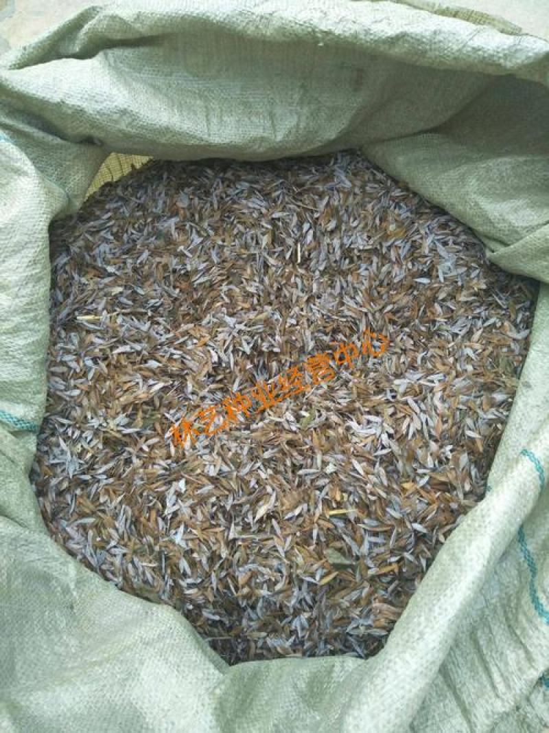 散装博落回种子