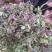 新采纯新独活种子长生草多年独活种子山独活种籽