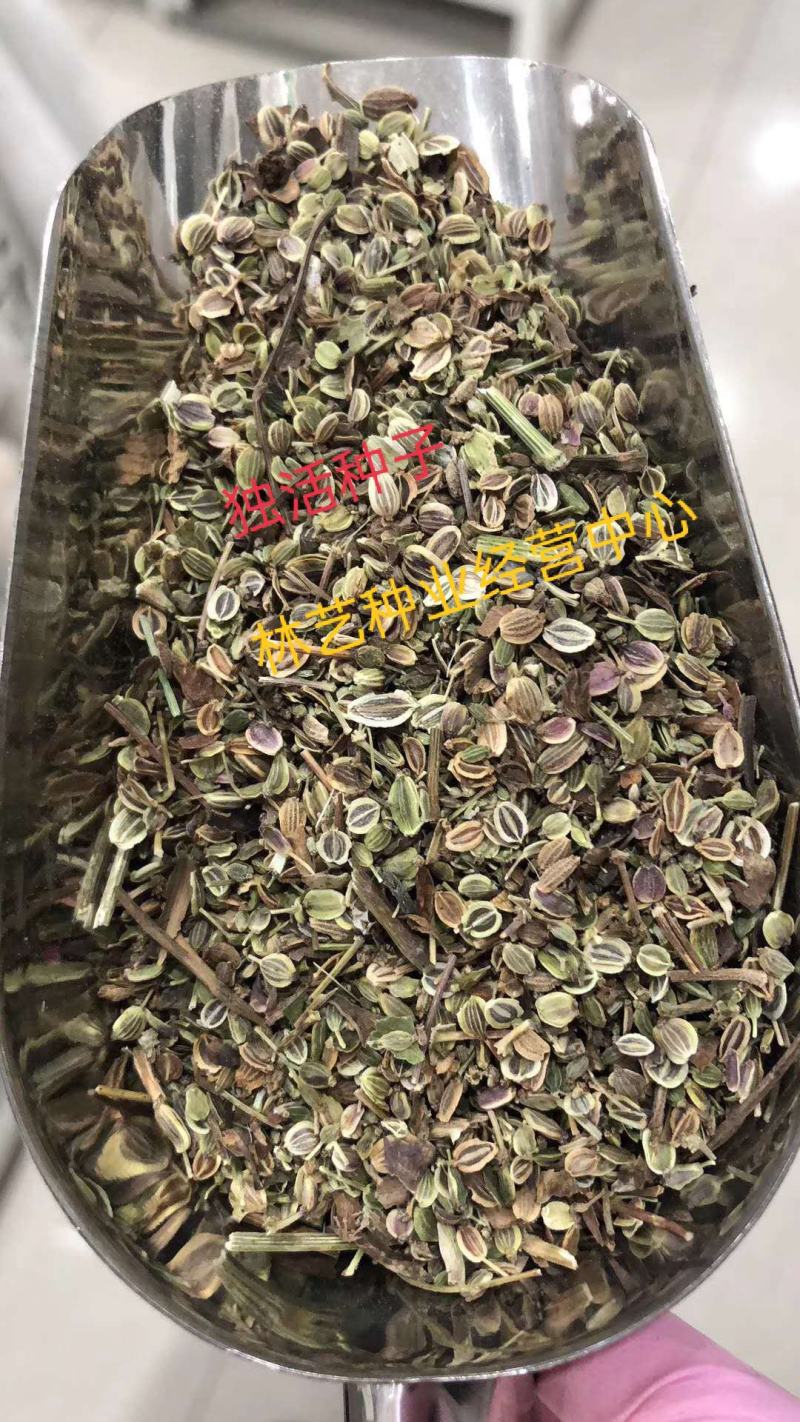 新采纯新独活种子长生草多年独活种子山独活种籽
