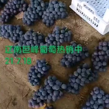 辽南巨峰葡萄陆续上市中！有意向的客户前来采购