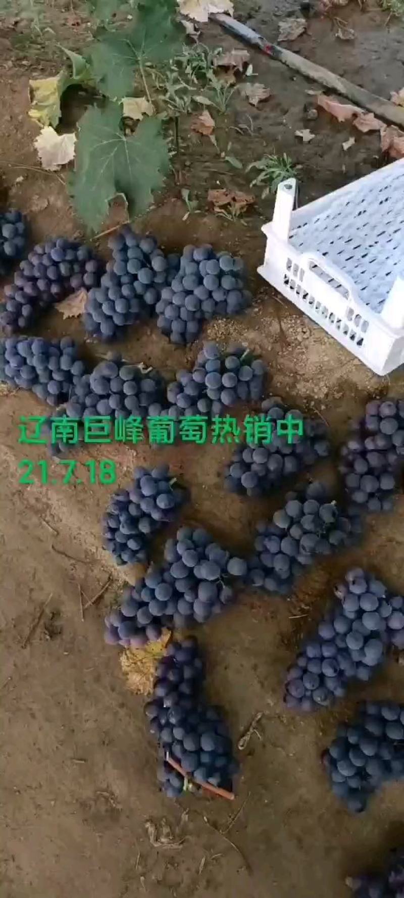 辽南巨峰葡萄陆续上市中！有意向的客户前来采购