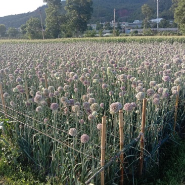 蒜苗种子，白根，直叶，需要的老板可以下单了，价格实惠