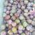 小芙蓉（三华李）