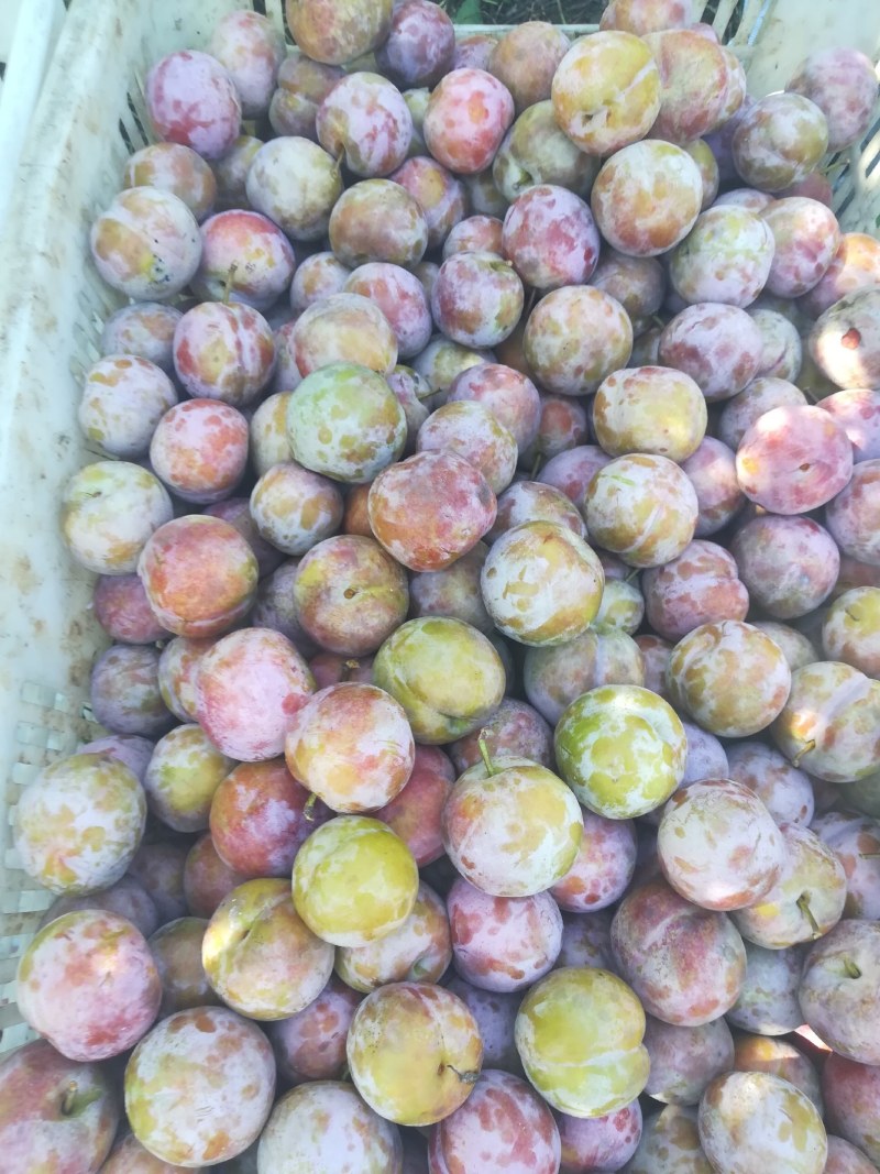 小芙蓉（三华李）