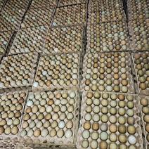 新鲜野鸡蛋养殖场直供，常年供应不断货，量大！