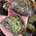新鲜生蚝，产地直销，货源稳定，肥度饱满，