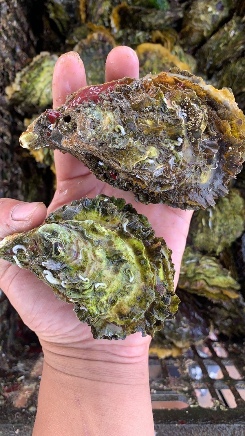 新鲜生蚝，产地直销，货源稳定，肥度饱满，