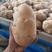 新土豆226大量上市产地直供诚信经营货发全国可视频看货
