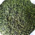 新茶安溪铁观音高山新枞铁观音茶叶浓香型铁观音茶叶1斤