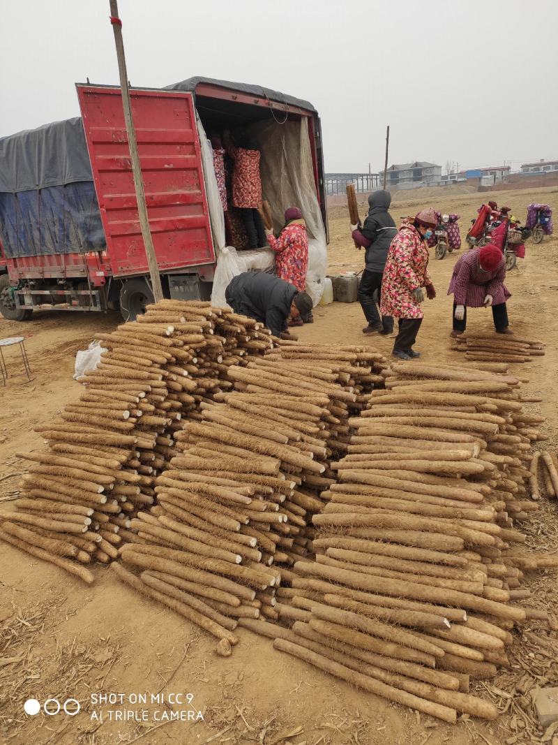 白玉山药山药原产地日本白玉麻山药邢台任县