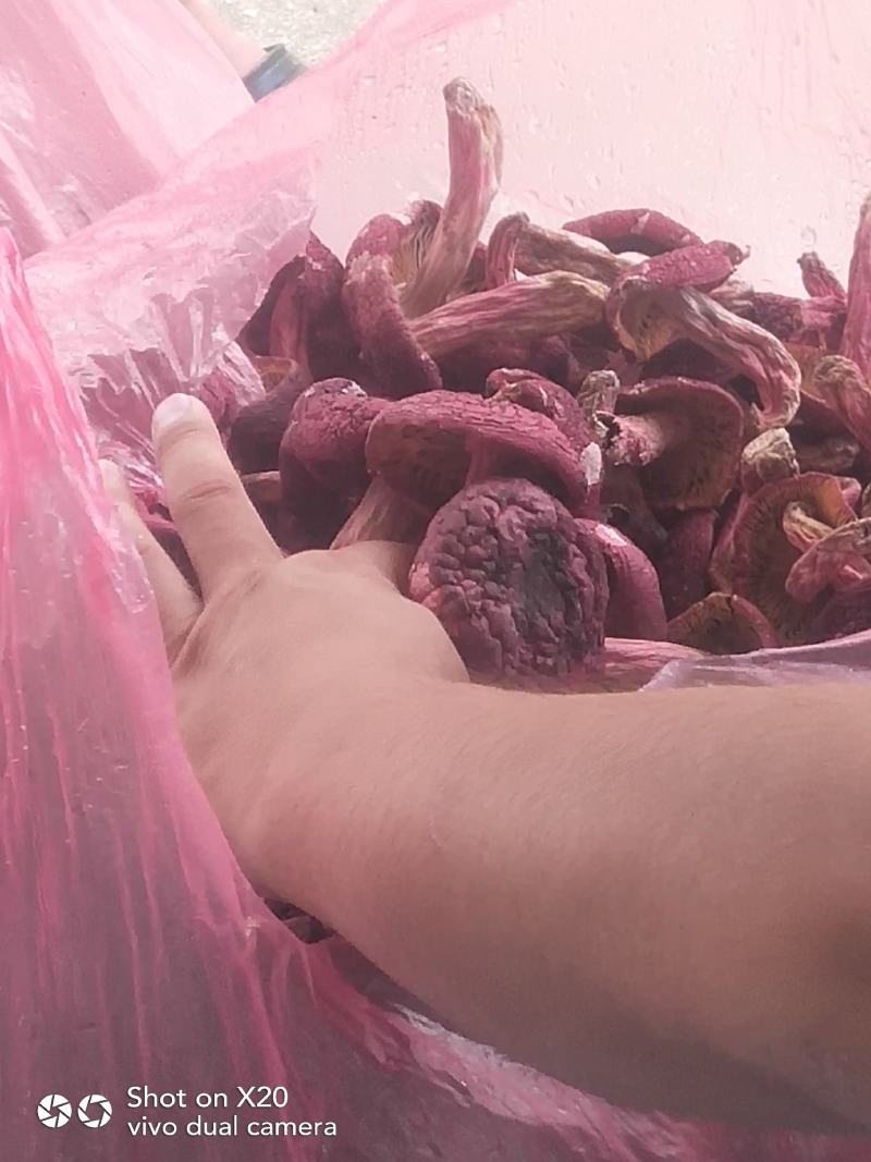 红菇