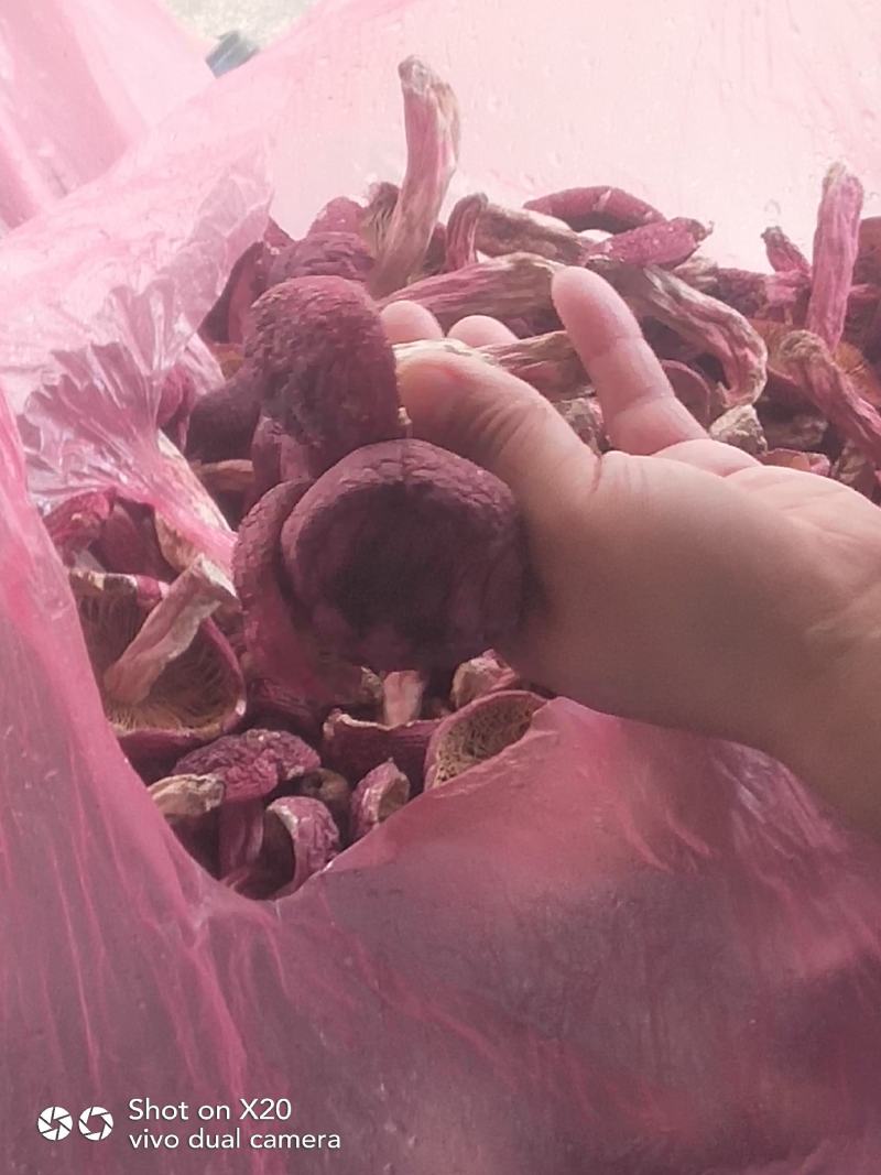 红菇