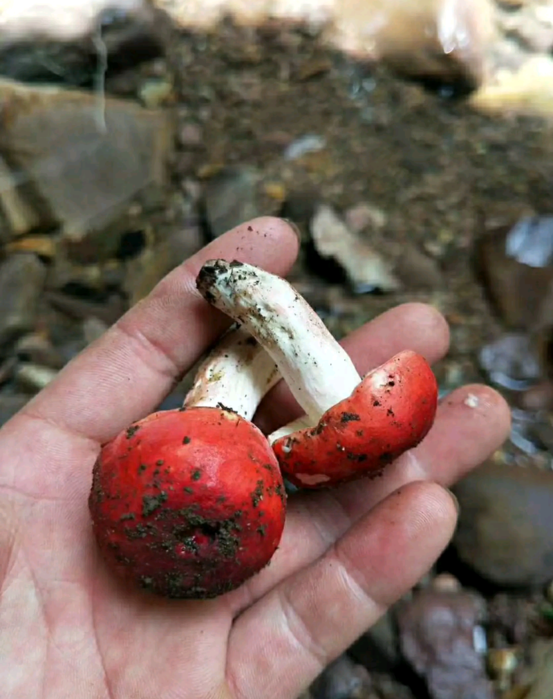 红菇