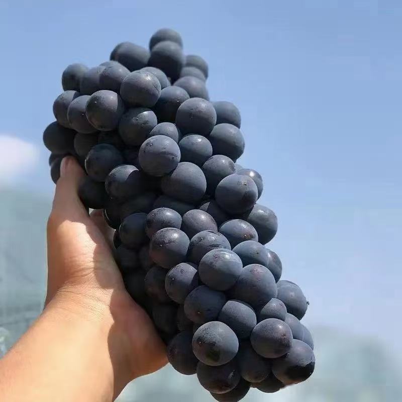 夏黑葡萄供应，沪太八号葡萄，冷冷库提葡萄