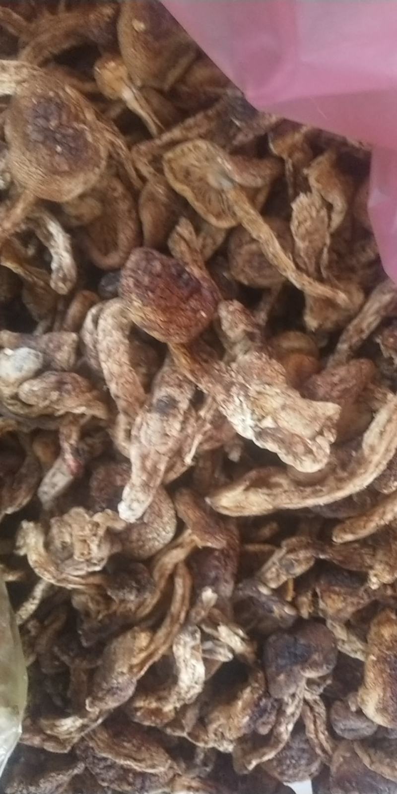野生松茸