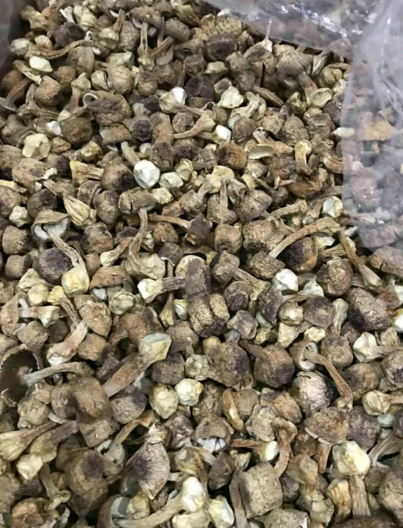 野生松茸