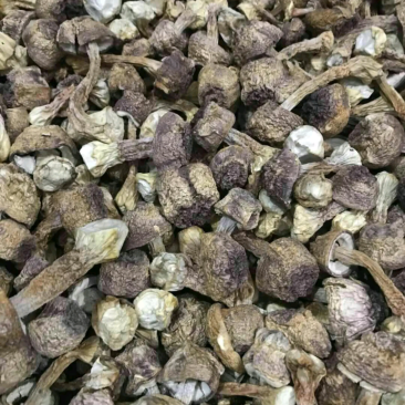 野生松茸