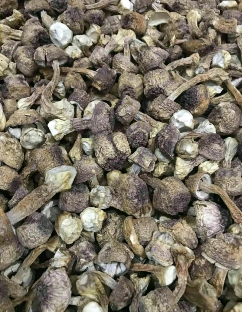 野生松茸