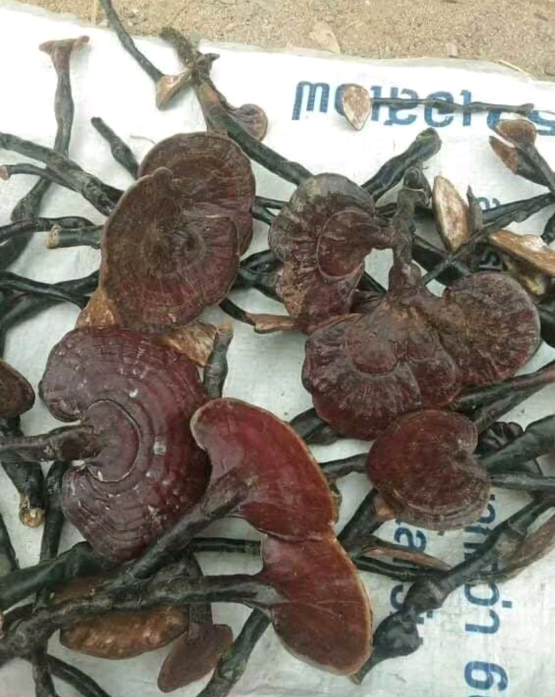 野生灵芝王竹灵芝