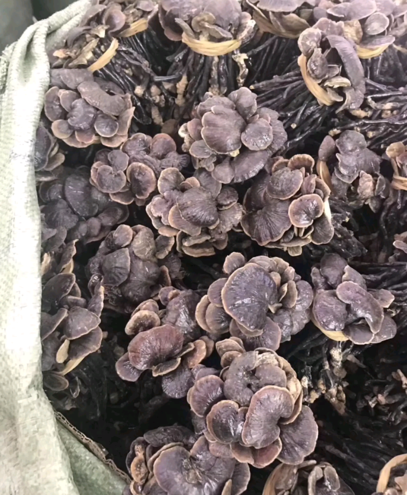 野生灵芝王竹灵芝