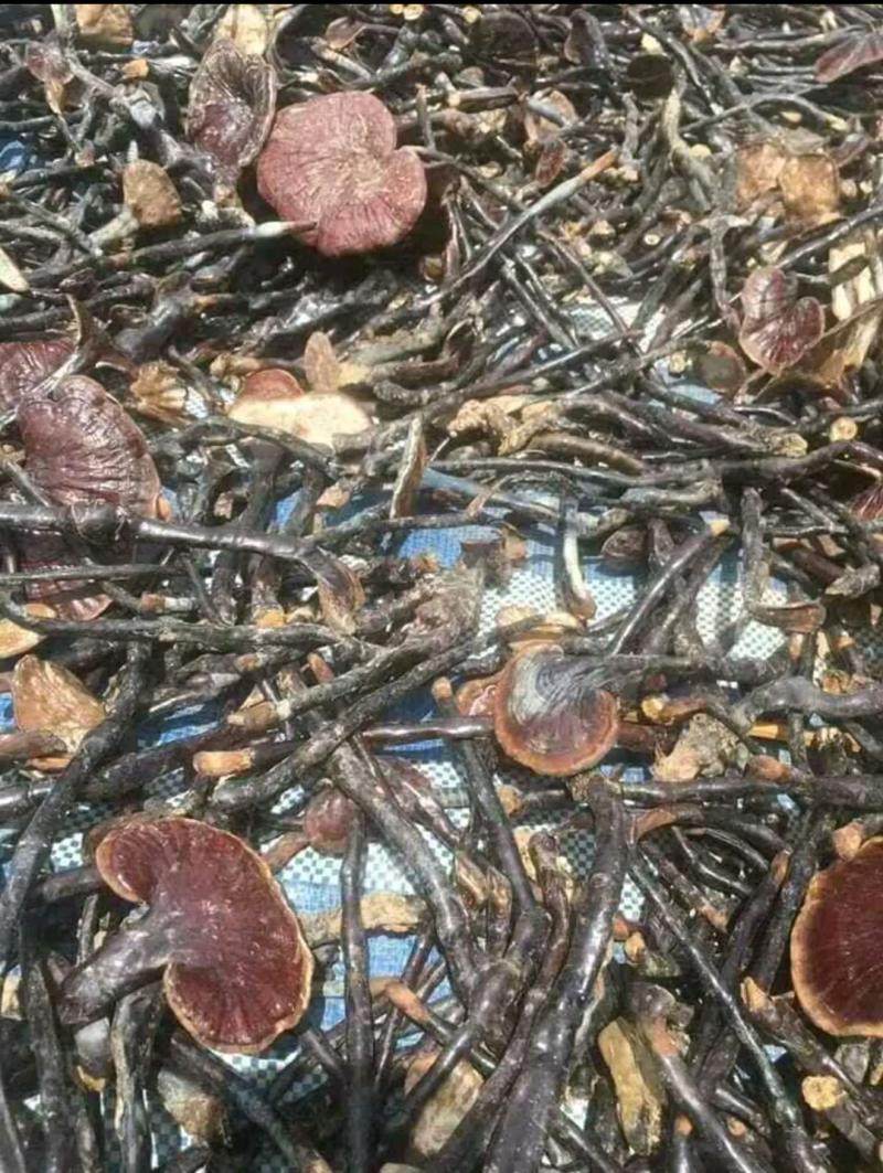 野生灵芝王竹灵芝