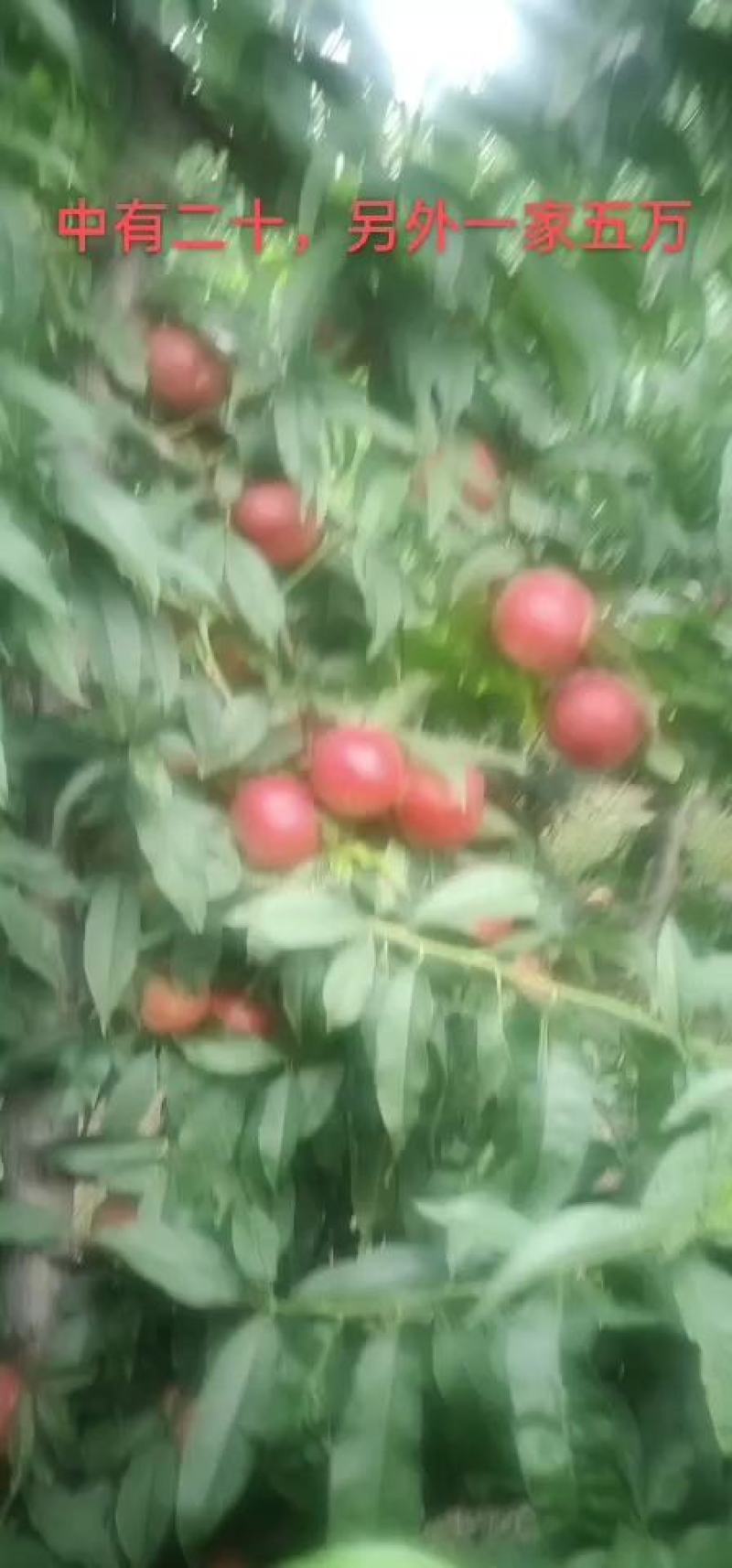 珍珠油桃，陕西珍珠油桃，珍珠油桃批发价格，珍珠油桃产地。