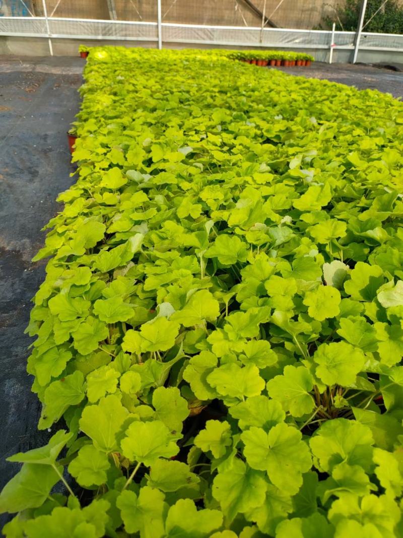 多色矾根新上市，矾根工程苗，矾根现货大量供应